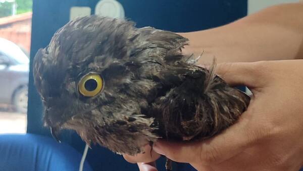 Con hondita lastimaron a un urutaú