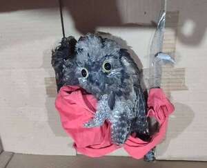 ¡Hieren de un honditazo a un urutaú! - Nacionales - ABC Color