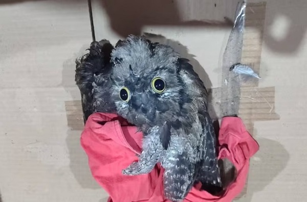 Rescatan a un urutaú herido con hondita en Ypané