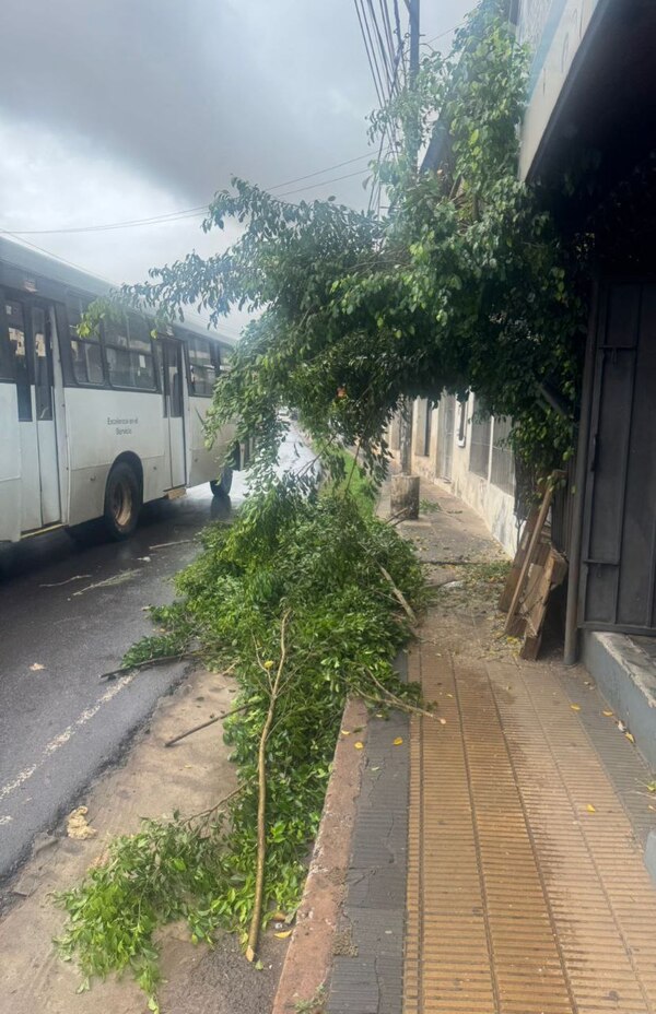 Vecina denuncia poda irresponsable de la ANDE y alerta sobre peligro en avenida principal » San Lorenzo PY