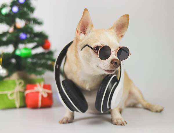 ¡Relajá a tu perro con la playlist curada por Luis Szaran para las fiestas ruidosas! - Mascotas - ABC Color