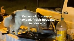 Perrito travieso se subió a la mesa y dejó sin cena a toda la familia en Limpio