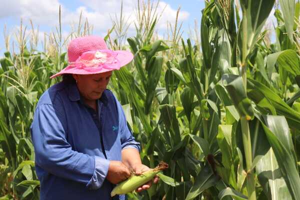 Bajo ley APP, familias campesinas inician cosecha de espigas de maíz - San Lorenzo Hoy