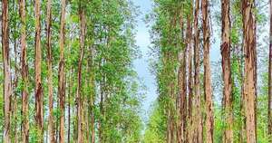 La Nación / Alianza impulsa el financiamiento verde y refuerza el rol del sistema financiero paraguayo