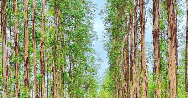 La Nación / Alianza impulsa el financiamiento verde y refuerza el rol del sistema financiero paraguayo