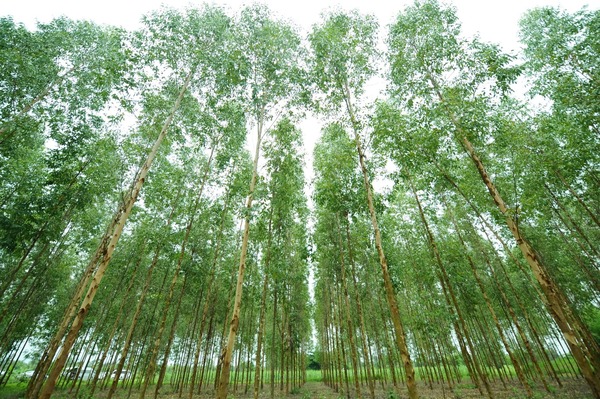 eco.business Fund y ueno bank anuncian una alianza para impulsar el financiamiento sostenible