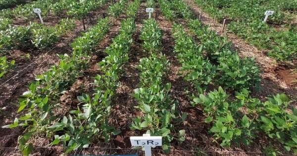 La Nación / Evalúan tecnología HB4 para mejorar la productividad de la plantación de soja