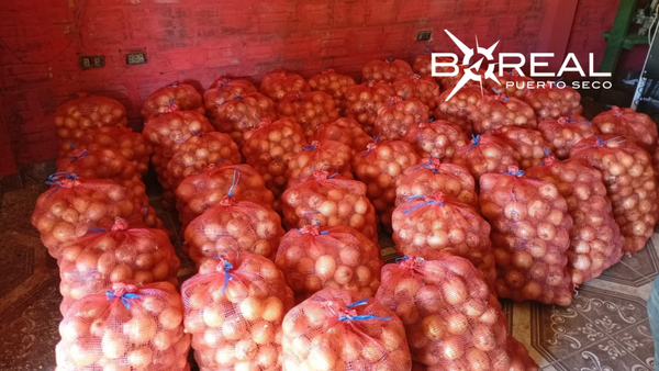 Productores de Caazapá celebran comercialización de cebolla en el Abasto | Unicanal