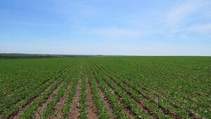 Estimaciones preliminares de Capeco muestran crecimiento en área de soja