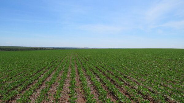 Estimaciones preliminares de Capeco muestran crecimiento en área de soja