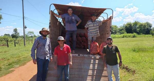 La Nación / Productores de Caazapá concretaron exitosa comercialización de cebolla en el mercado interno