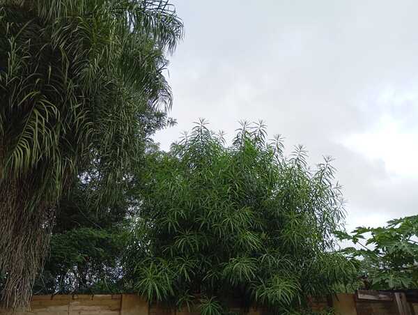 Martes de inestabilidad: Persisten las lluvias y el ambiente húmedo en todo el territorio