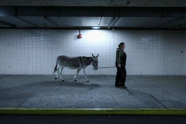 Una diva de cuatro patas brilla en la Ópera Metropolitana de Nueva York - Mascotas - ABC Color