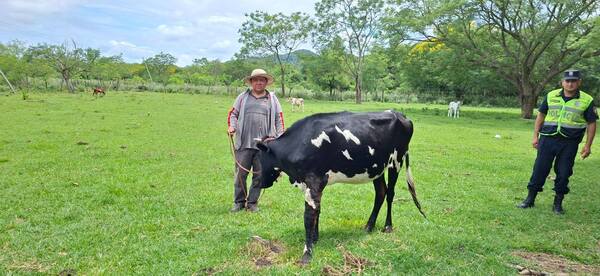 Popular / Vaquilla se salvó de ser asado de Nochebuena