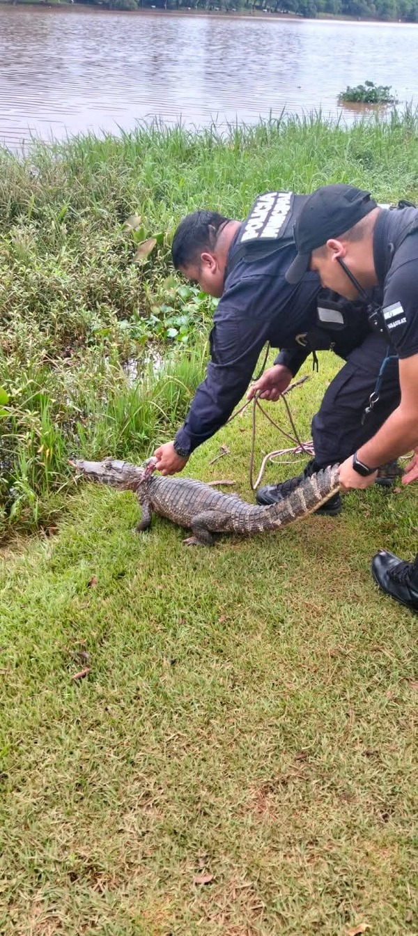 Yacaré sorprendió a vecinos del km 5½ de la avenida San José - Info Alto Parana