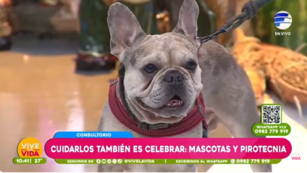 ¿Cómo protegemos a las mascotas del ruido de los petardos?