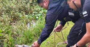 La Nación / Yacaré del Lago de la República fue rescatado en plena avenida de CDE