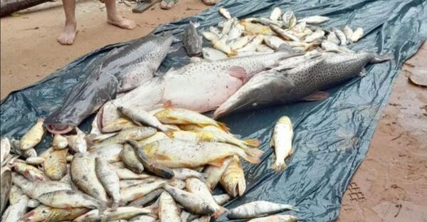 Vertido de desechos a río causa mortandad de peces en Itapé