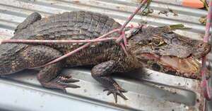 Diario HOY | Hombre fue sorprendido paseando a un yacaré por las calles de CDE