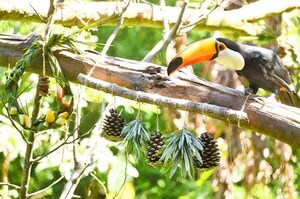 En Tekotopa de Itaipú los animales tuvieron enriquecimiento ambiental con temática navideña | DIARIO PRIMERA PLANA
