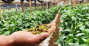 La Nación / Precios al productor se estabilizan, pero sube el costo de la producción nacional