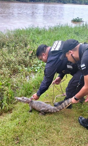Popular / Rescatan a un yacaré del Lago de la República en CDE