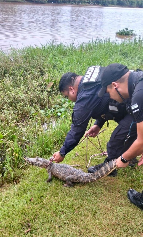 Popular / Rescatan a un yacaré del Lago de la República en CDE