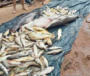 Denuncian gran mortandad de peces en Itapé y apuntan a posible contaminación industrial  - Nacionales - ABC Color