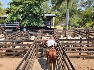 Ferias de consumo: cierre de año con fuerte dinámica y precios firmes en el mercado interno