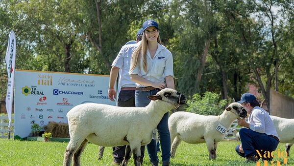 Hampshire Down: El reimpulso de la ovinocultura en Paraguay