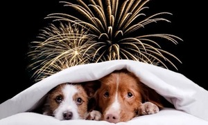 Festejos sin riesgos: cómo proteger tus mascotas en las fiestas - Portal Digital Cáritas Universidad Católica