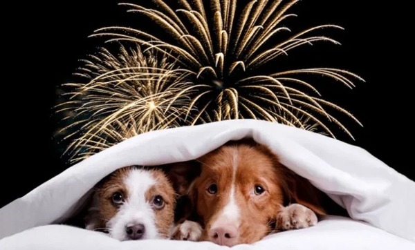 Festejos sin riesgos: cómo proteger tus mascotas en las fiestas - Portal Digital Cáritas Universidad Católica