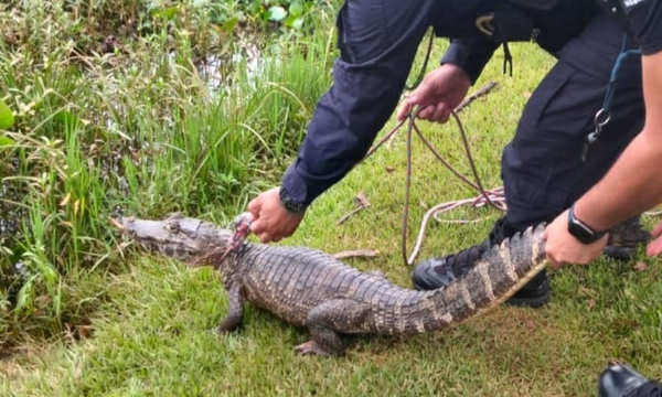 Hombre fue sorprendido caminando con un yacaré por Ciudad del Este - OviedoPress