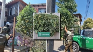 Operativo antidrogas termina con retiro de marihuana decorada como árbol navideño