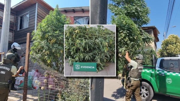 Operativo antidrogas termina con retiro de marihuana decorada como árbol navideño