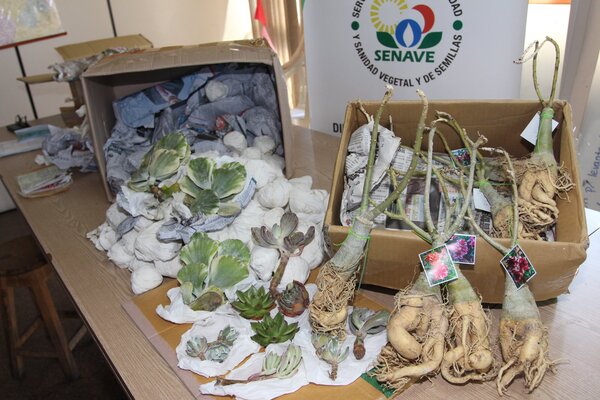 DECOMISAN CASI 150 MUDAS Y RAÍCES DE PLANTAS ORNAMENTALES