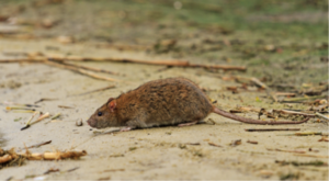 YA SE REPORTARON 3 CASOS DE HANTAVIRUS EN CAPIATÁ