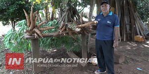 PRODUCTOR DELGADENSE EXHIBE SU COSECHA DE MANDIOCA