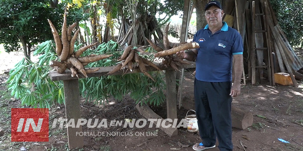 PRODUCTOR DELGADENSE EXHIBE SU COSECHA DE MANDIOCA