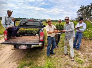 ITAPÚA: INFONA ENTREGA 40MIL PLANTINES Y ASISTENCIA TÉCNICA A PEQUEÑOS PRODUCTORES