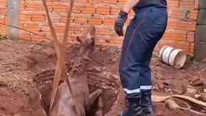 Rescatan a un caballo que cayó a un pozo