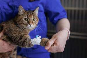 Emergencias veterinarias: cómo identificar las señales críticas que no pueden esperar hasta mañana - Mascotas - ABC Color