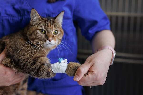 Emergencias veterinarias: cómo identificar las señales críticas que no pueden esperar hasta mañana - Mascotas - ABC Color