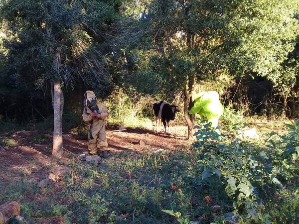 MA. AUXILIADORA: ENJAMBRE DE ABEJAS ATACA EN EL BARRIO OBRERO