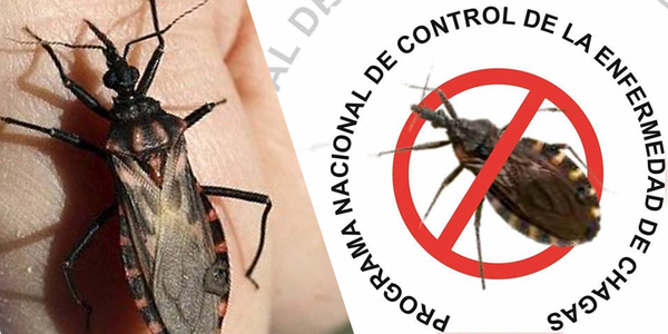 EXPERTOS DE LA OPS EVALUARÁN ESTA SEMANA LA SITUACIÓN DEL CHAGAS EN PARAGUAY