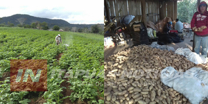 POTENCIARÁN PRODUCCIÓN DE PAPA EN SAN COSME Y DAMIÁN