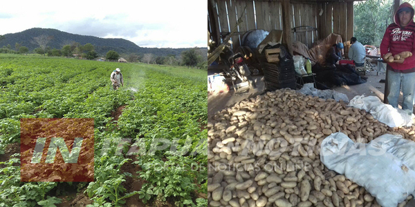 POTENCIARÁN PRODUCCIÓN DE PAPA EN SAN COSME Y DAMIÁN