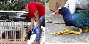 SEAM SOLICITA DENUNCIAR TENENCIA O VENTA ILEGAL DE ANIMALES SILVESTRES