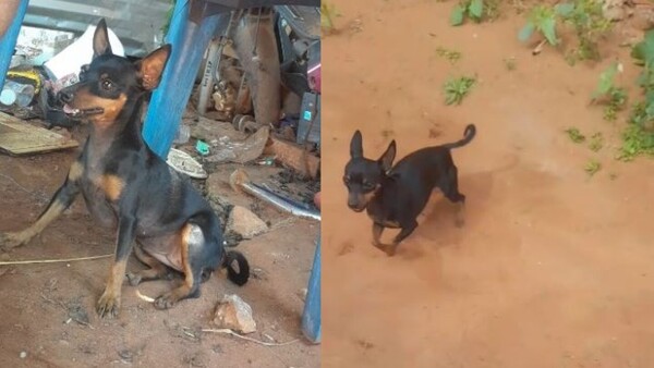 Le robaron la perrita que le regalaron por el Día de la Madre