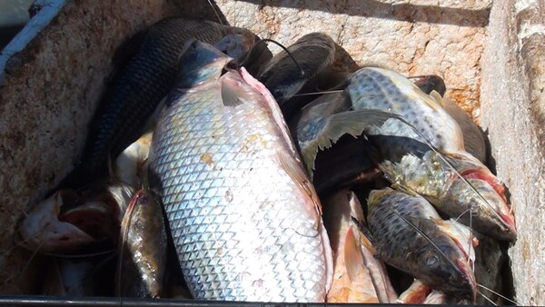 Levantan veda pesquera en aguas compartidas con Argentina